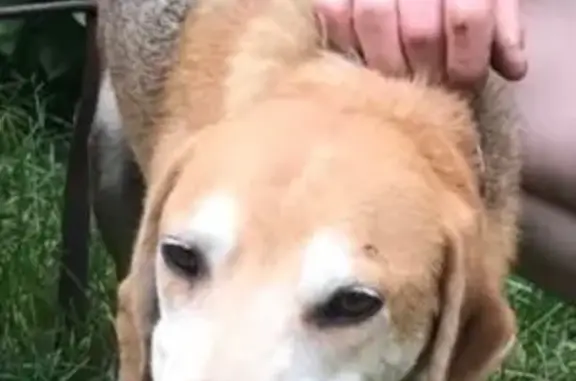 Собаки потеряшки, Саров, фото: Потеряшкаи гончие собаки, Саров, Ключевая 6