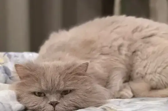 Пропал кот Бант, Графитовая ул., 8