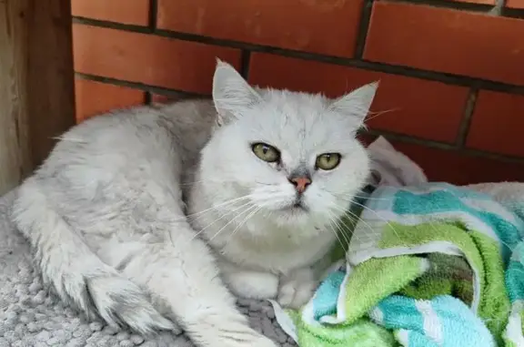 Найденные животные Домодедово, фото: Найдена кошка, ул. Надежды, 69, Домодедово