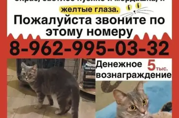 Поиск домашних животных, фото: Пропала серая кошка, Чуйкова 7 к6, Москва