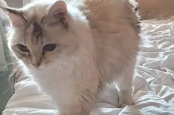 Пропала кошка, ул. Кирова, 20, Ульяновск