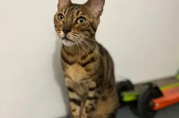 Бенгальская кошка найдена на Миттова, 37