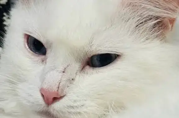 Кошки потеряшки, , фото: Потеряшка белая кошка, 6-й проезд, 93