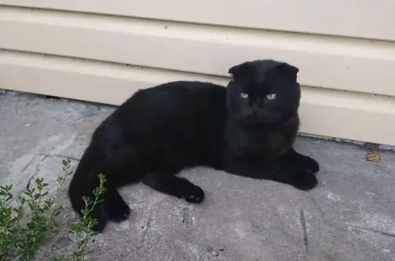 Кошки потеряшки, Ленинградская область, фото: Потеряшка кошка, Войбокало, Ленобласть