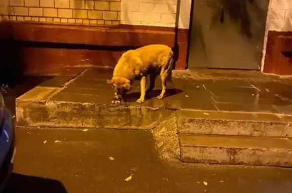 Собака найдена: Малая Филёвская, 10 к4