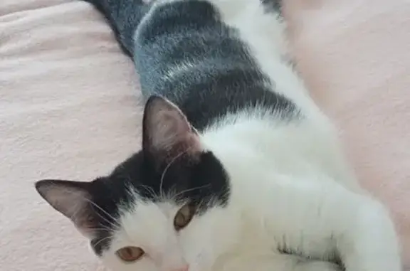 Объявления о пропавших и найденных животных, Краснодар, фото: Пропал кот, Бородинская 156/2, Краснодар