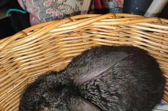 Найденные животные Калуга, фото: Кролик найден на ул. Дружбы, 10, Калуга