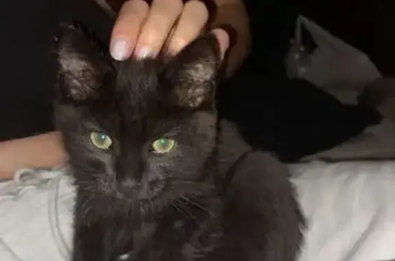 Кошки потеряшки, Иркутск, фото: Потеряшка котенок, Карлукский пр., 37, Иркутск