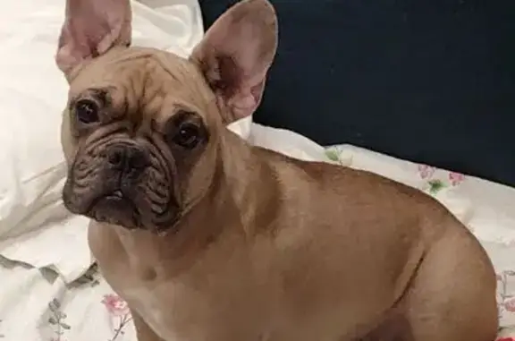 Собака найдена, Склизкова 116 к1, Тверь