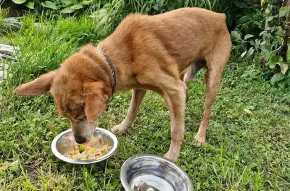 Найдена собака: 12-й пер. Маяковского, 15