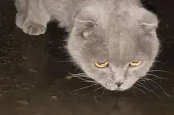 Найдена кошка, Красноярск, фото: Кот найден на Красноярский Рабочий, 74Д