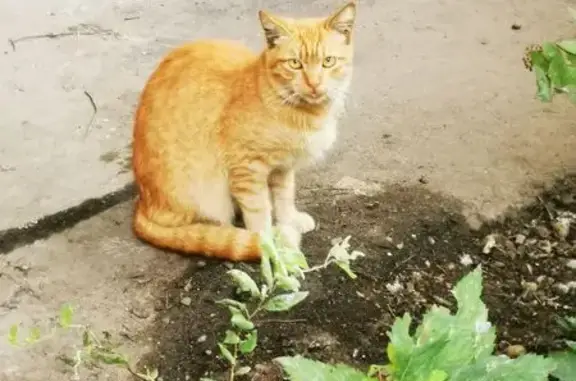 Пропал котик на шоссе Энтузиастов, 11А к1