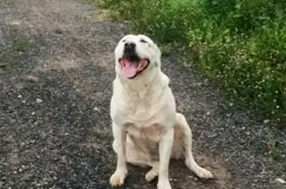 Найдена собака, , фото: Найдена собака в Никульском, МО