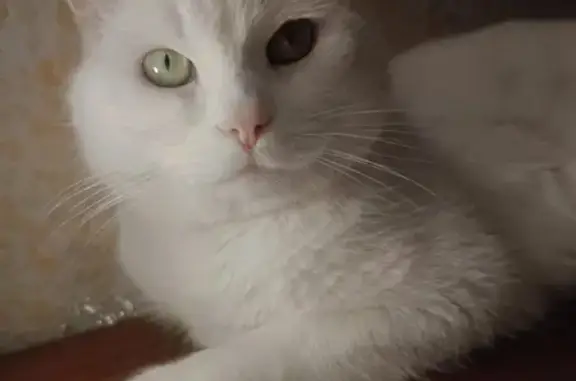 Кошки потеряшки, Стрелецкое, фото: Потеряшка белый кот, ул. Школьная, Стрелецкое