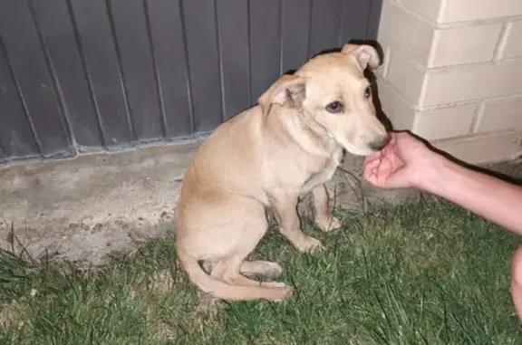 Собака найдена, ул. Будённого, Краснодар