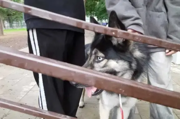 Собака найдена: Пролетарский пр., 25, Москва