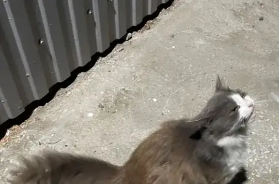 Найдена кошка, Сыктывкар, фото: Кошка найдена, Пушкина 51, Сыктывкар