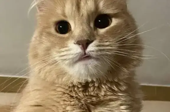 Кошки потеряшки, Зеленоград, фото: Потеряшка кошка, проезд № 5253, Зеленоград