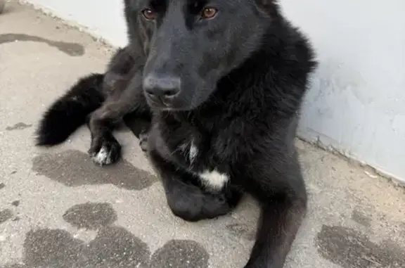 Собака найдена: проезд Стеклопластик, 5