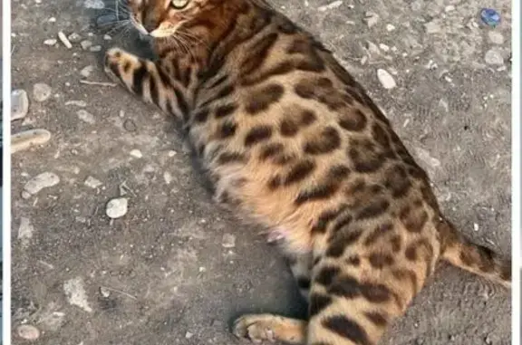 Найдена кошка, Пятигорск, фото: Бенгальская кошка найдена: Пятигорск, 40 лет Октября, 58А