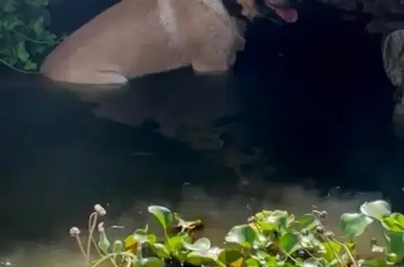 Потерянные животные городской округ Новочеркасск, фото: Пропал лабрадор, Облепиховая 15, Новочеркасск