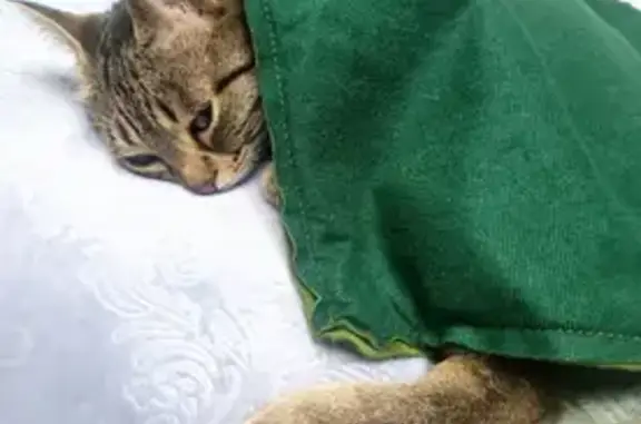 Пропала кошка на Шоссейной улице, Сочи