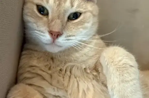 Пропала кошка, МО, откликается на Симбу