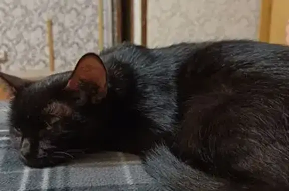 Чёрный котёнок найден на Паши Савельевой, 3