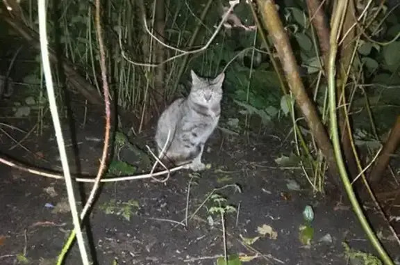 Найдена кошка, Мироновская ул. 18, Москва