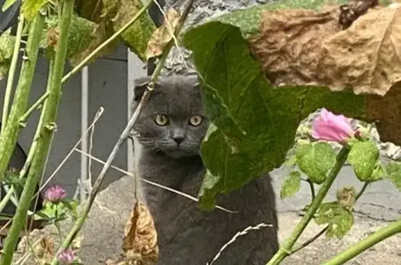 Кошка найдена: ул. 25 Сентября, д. 16