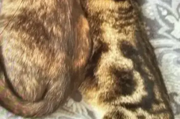 Пропала кошка, Советская 34, Д. Константиново