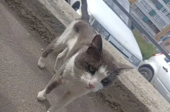 Кошка найдена, ул. Лукина 50, Казань