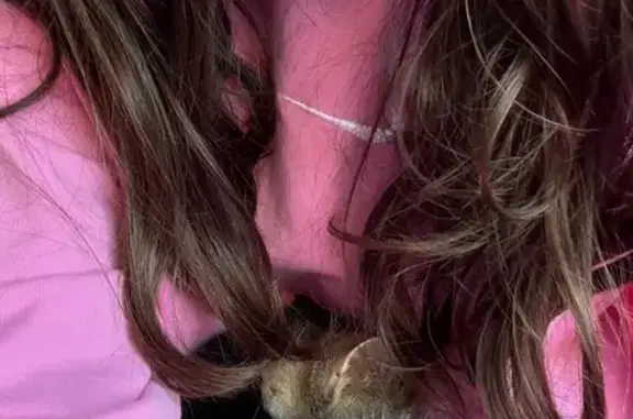 Кошка найдена: Пионерская 46, Калининград