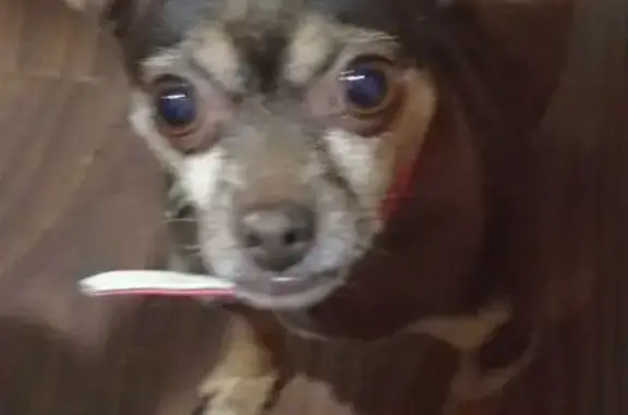 Пропала собака, ул. Братьев Степановых