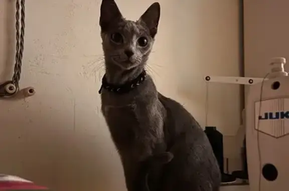 Найдена кошка, В.О. 2-3-я линии, 13/6