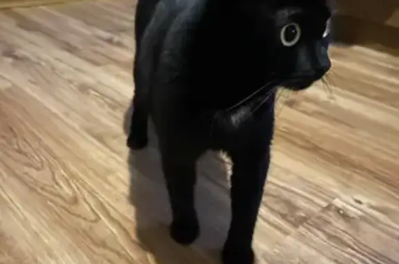 Кошки потеряшки, Сорочинск, фото: Потеряшка чёрная кошка, Омская ул. 21