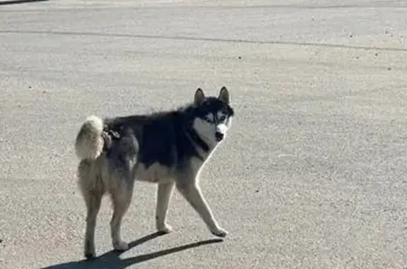 Найдена собака, Беляницы, фото: Хаски найден у Пятерочки, Беляницы