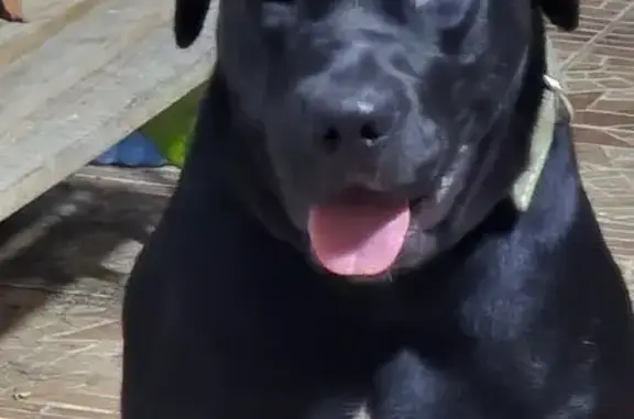 Собака найдена на Магнитогорской, Сочи