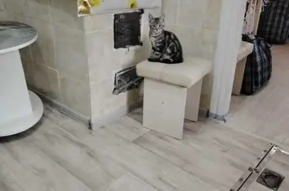 Пропал котёнок, Радужный пер., 4, Уссурийск