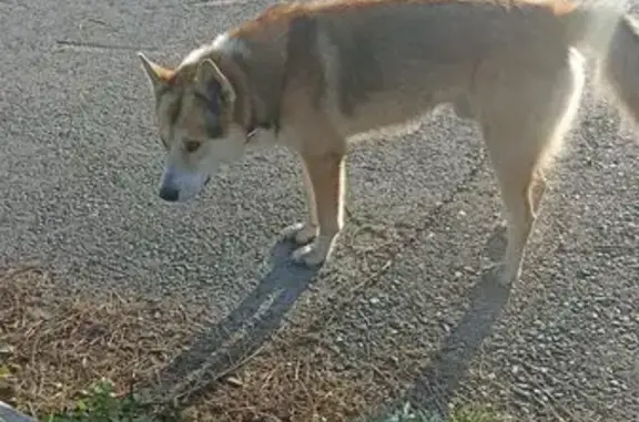 Собака найдена, ул. Завертяева, Омск