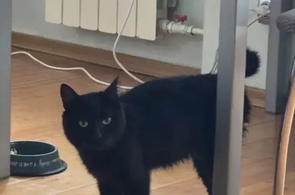 Найдена кошка, Южно-Сахалинск, фото: Кот найден: пр. Победы, Южно-Сахалинск