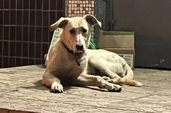 Найдена собака, Тольятти, фото: Собака найдена: пр. Степана Разина, 44