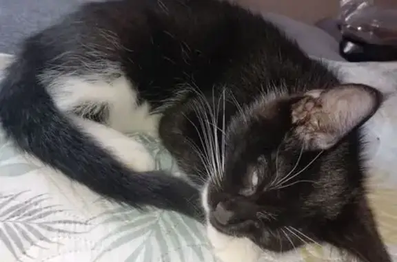 Кошка найдена, 30 лет Победы 76, Тюмень