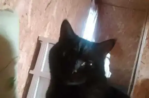 Пропала кошка, Пойковский, 71-118-8