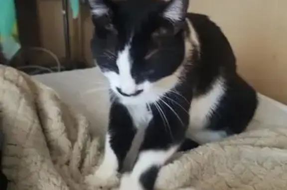 Кошки потеряшки, Глебовский, фото: Потеряшка кошка, Глебовский, 46К-9600