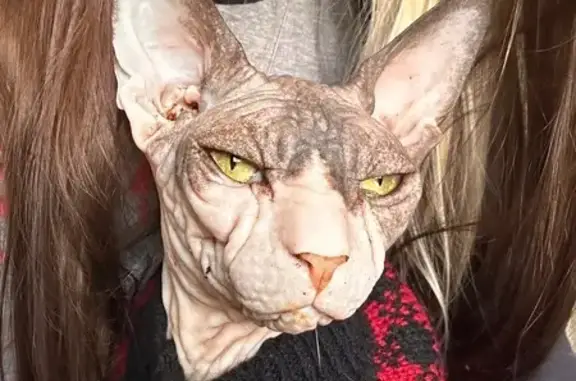 Пропала кошка на Калинина, 28, Ступино