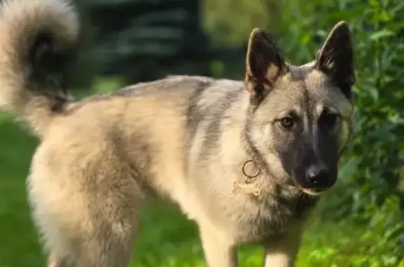 Собаки потеряшки, Ленинградская область, фото: Потеряшка собака в Суоранде, Ленобласть