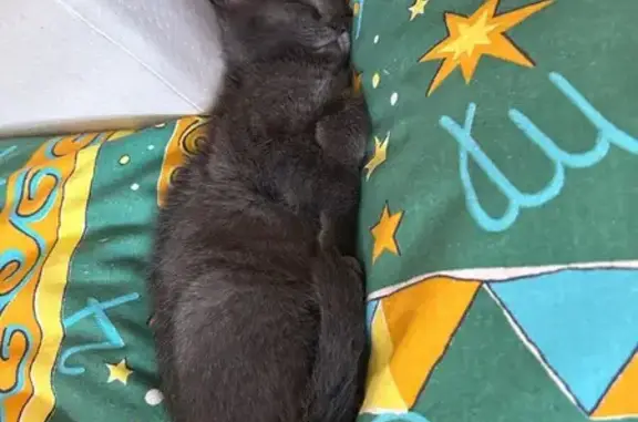 Пропала серая кошка, Виноградово, Центр. 223