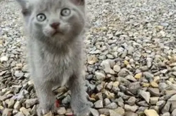 Пропала кошка Волчек, ул. Котовского, 8