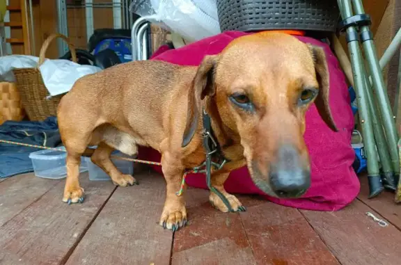 Найдена собака, , фото: Такса найдена: Противопожарный ров, Горки